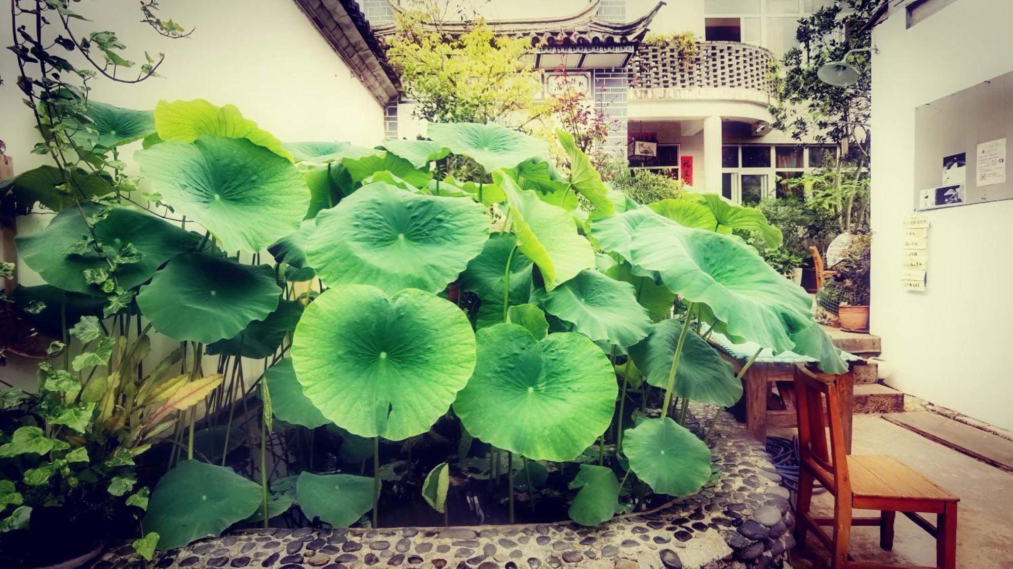 The Lily Pad Inn Далі Екстер'єр фото
