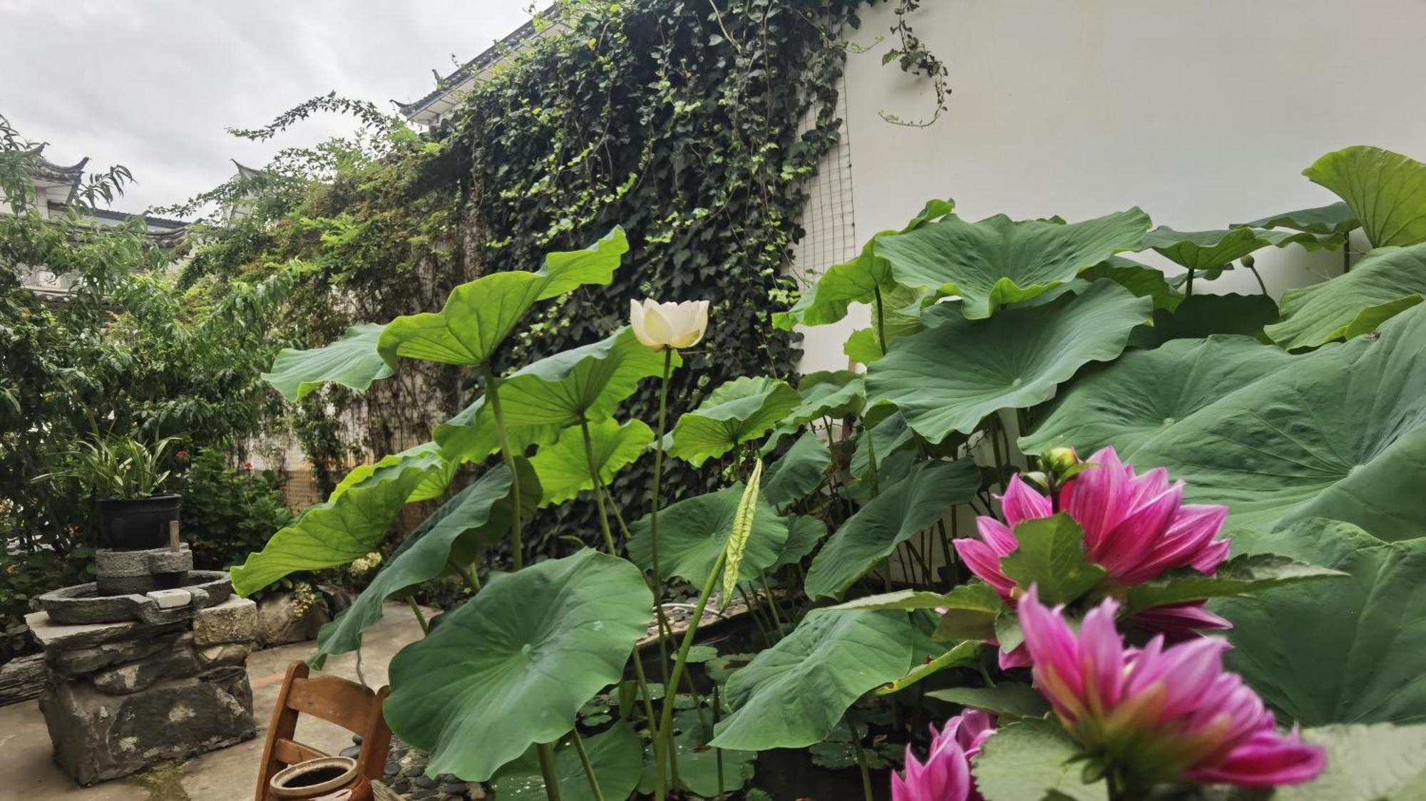 The Lily Pad Inn Далі Екстер'єр фото